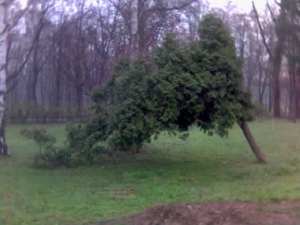 Pochylony duÂży Âżywotnik (Thuja).