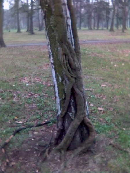 Brzoza opleciona bluszczem.