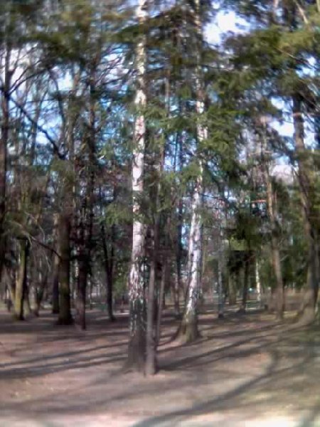 Brzoza i Âświerk na dobre i zÂłe;)