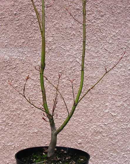 klon palmowy 005.jpg