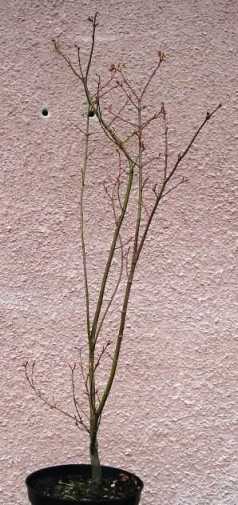 klon palmowy 004.jpg