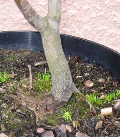 klon palmowy 003.jpg