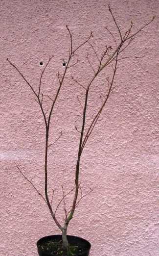 klon palmowy 002.jpg