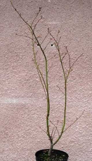 klon palmowy 001.jpg