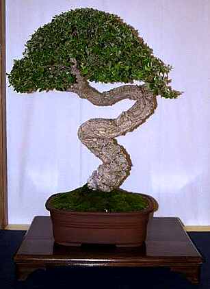 Oak da Sughero BANKAN.jpg