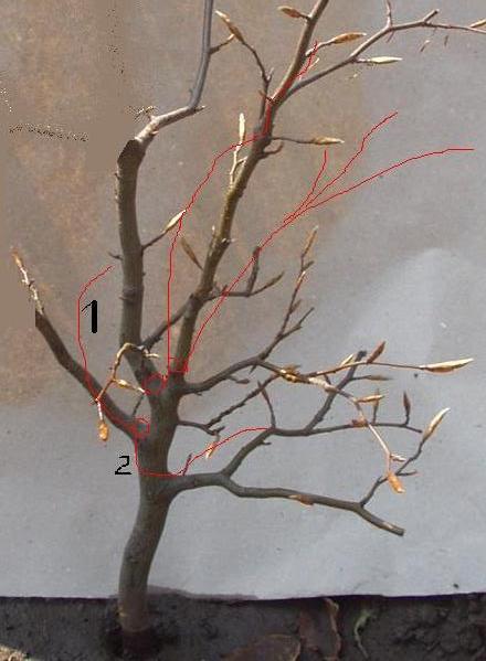 buk_smagany wiatrem1.jpg