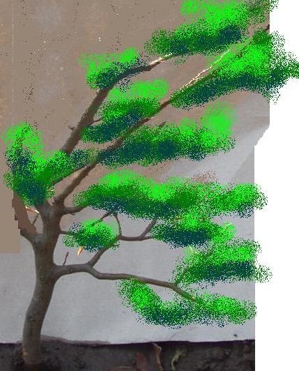 buk_smagany wiatrem2.jpg