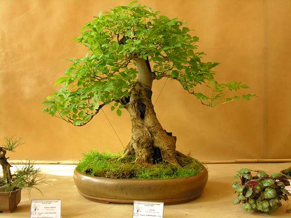 Ten jesion robi na mnie zawsze ogromne wraÂżenie - nie mogĂŞ siĂŞ na niego napatrzeĂŚ