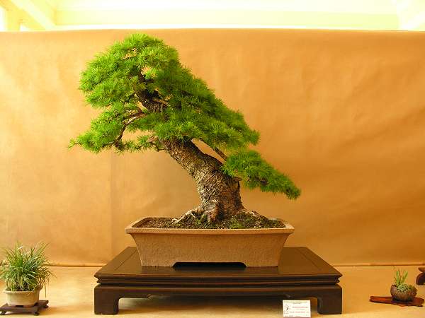 wiekowy modrzew Vacka Novaka robi niesamowite wraÂżenie