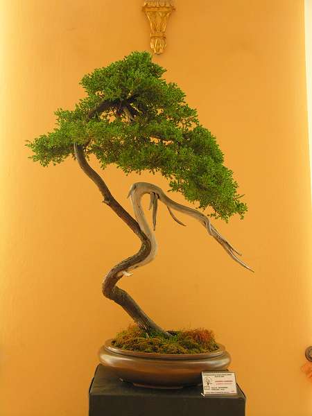 wszystkim doskonale znana czapla WÂłodka Pietraszko