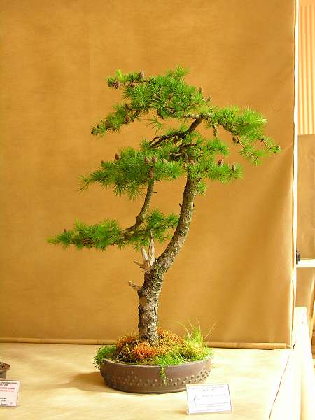 Modrzew WÂłodka Pietraszko