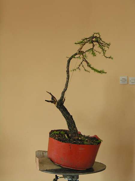 Modrzew w stylu literackim tuÂż po pokazie