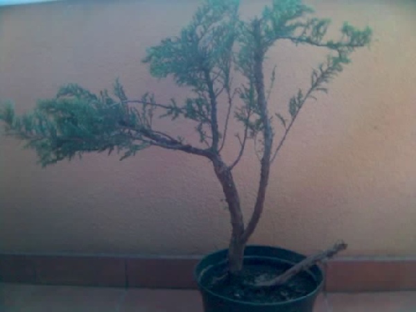 Wys. 85cm, zieleĂą zaczyna siĂŞ od ok.40cm