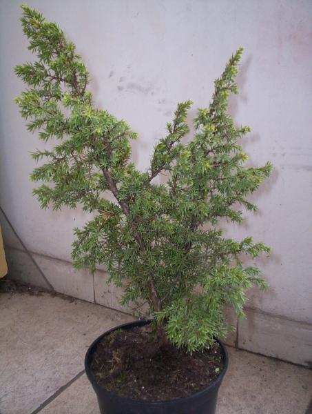 Juniperus Communis "Bruns". Tego JaÂłowca chciaÂł bym poprowadziĂŚ w stylu smagany wiatrem z dwoma pniami.