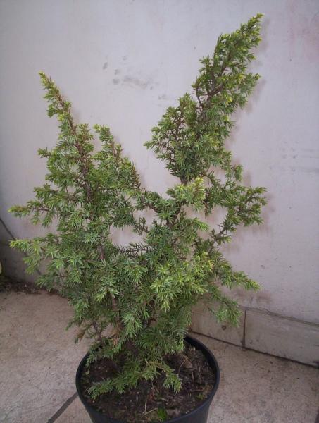 Juniperus Communis "Bruns"