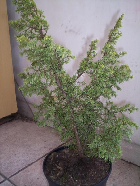 Juniperus Communis "Bruns"