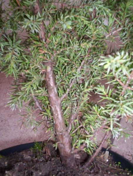 Juniperus Communis "Bruns"