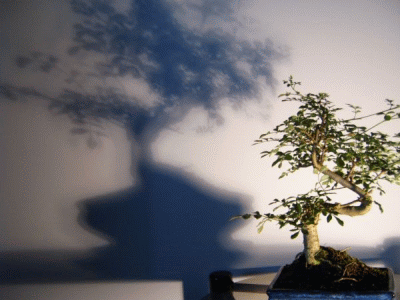 bonsai5.gif