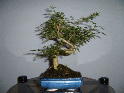 bonsai1.gif