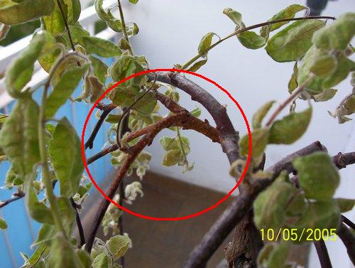 "Wysypka" na wierzbie