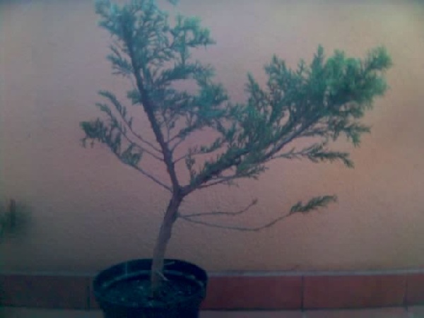 Wys. ok.75cm, do rozgaÂłĂŞzienia - 30cm