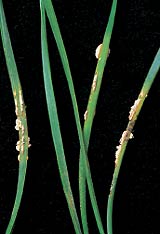 WyglÂąd igieÂł Pinus sylvestris zaatakowanych rdzÂą pĂŞcherzykowatÂą