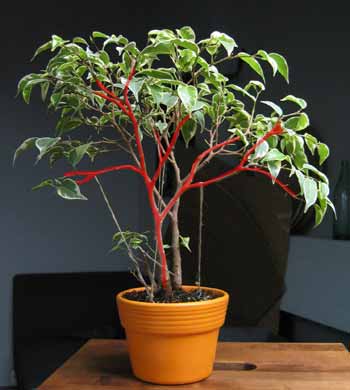 PrzyjĂŞty przeze mnie ksztaÂłt jednego. MaÂłego fikusa chciaÂłbym przy nim zostawiĂŚ.