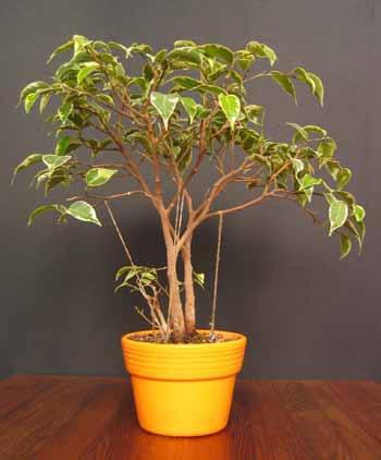 To jest (jak na razie) front drzewka