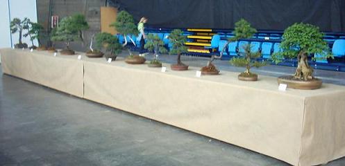 Kilka drzewek ale nadal wielkich.niestety z niewiadomych mi przyczyn nie sfotografowaÂłem drugiego wiekszego stoÂłu mam nadzieje ze ktos to uzupelni.