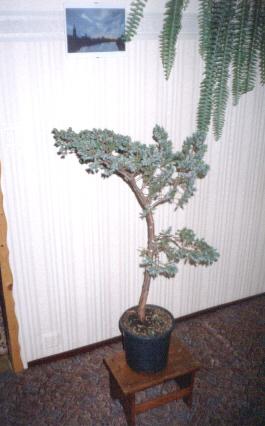 AD 2001 tak wygladaÂł skromnie stojacy na tyÂłach szkĂłlki jaÂłowiec ktory wÂłascicielka juz spisaÂła na straty. Cena 14 zeta.