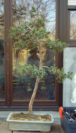 Tak wygladaÂł moj bocian po 5 letniej katordze w tej samej donicy i jednym powaznym ataku pajÂączka.