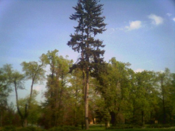 WspaniaÂła sosna. ZwrĂłĂŚcie uwagĂŞ na dwa pnie. Moim zdaniem dobry argument w dyskusji, czy pieĂą powinien byĂŚ idealnie prosty, czy trochĂŞ powyginany. Sosna jest prosta jak strzaÂła i moim zdaniem w niczym nie umniejsza to jej piĂŞkna.