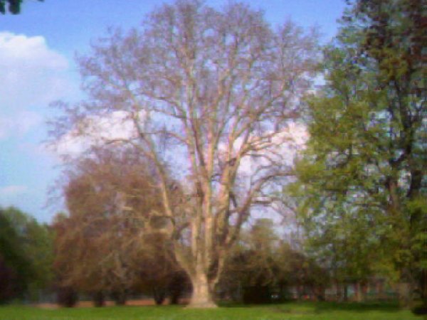 Kolory na zdjĂŞciu nie oddajÂą stanu faktycznego. Drzewo na pewno ÂżyÂło i nie byÂło wyschniĂŞte.