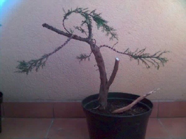 wys. 53cm, Âśr. nebari 5cm