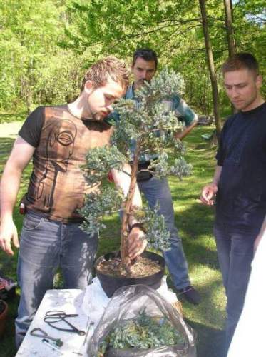 Drzewko po ociĂŞciu gaÂłĂŞzi. Burza mĂłzgĂłw nad uformowaniem jednej gaÂłÂązi. WyjÂściem byÂło jej obciĂŞcie:)