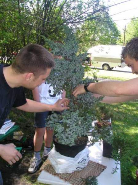 Obcinanie zabednych gaÂłĂŞzi