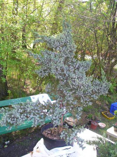 JaÂłowiec przed formowaniem