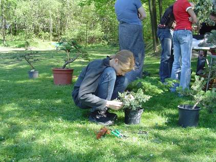 Acer Palmatum zaczyna formowaĂŚ drzewko.