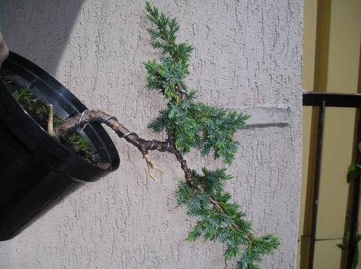 PĂłÂłkaskada Acera. Pozycja w ktĂłrej bĂŞdzie eksponowana.