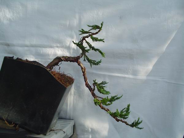 PĂłÂłkaskada Bolasa.