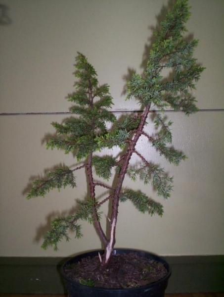 PrzĂłd
<br /> 
<br />Juniperus Communis "Bruns". TroszkĂŞ przerobiÂłem mojego jaÂłowca. Ma byĂŚ drzewkiem o dwĂłch pniach w stylu CHOKKAN. Nie wiem czy jest dopuszczalny taki styl ale nie miaÂłem innego pomysÂłu. ZrobiÂłem trzy maÂłe jiny i shari na grubszym pieĂąku.