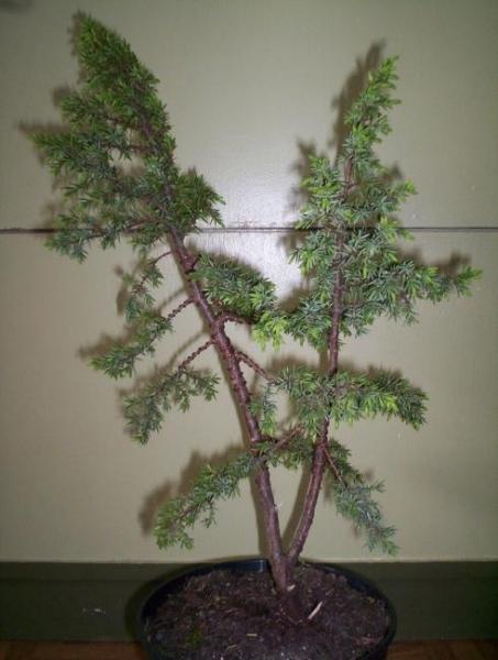 TyÂł
<br />
<br />Juniperus Communis "Bruns".