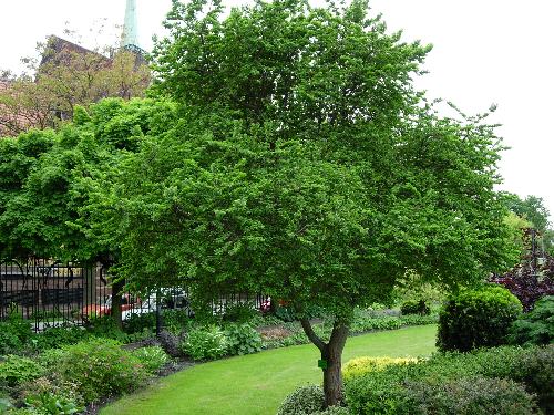 DuÂży wiÂąz drobnolistny 'Geisha'