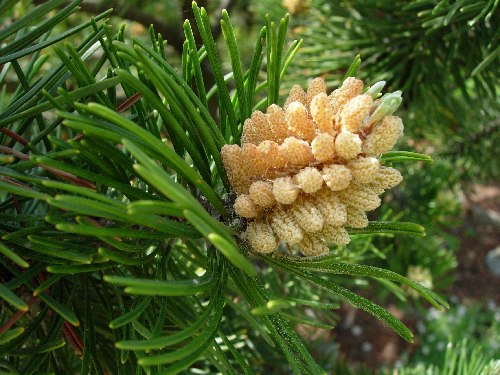 Pinus mugo