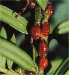 miseczniki, tarczniki