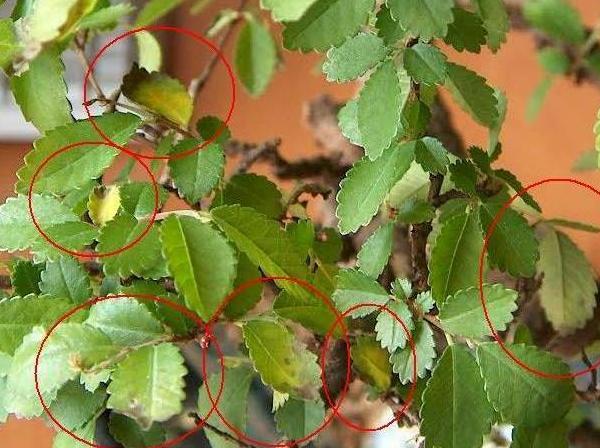 zdjĂŞcie liÂści 2