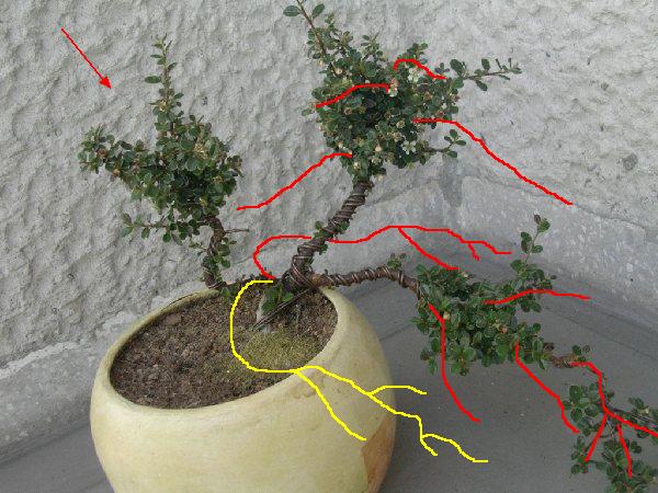 Warianty przesuniĂŞcia gaÂłĂŞzi: 1wszy na czerwono, drugi na zĂłÂłto.