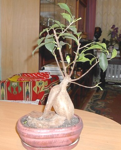 Fikus, miaÂł brzydko odciĂŞty pieĂą gÂłĂłwny, nieco zalaÂł go, ale pĂłki co to bez charakteru