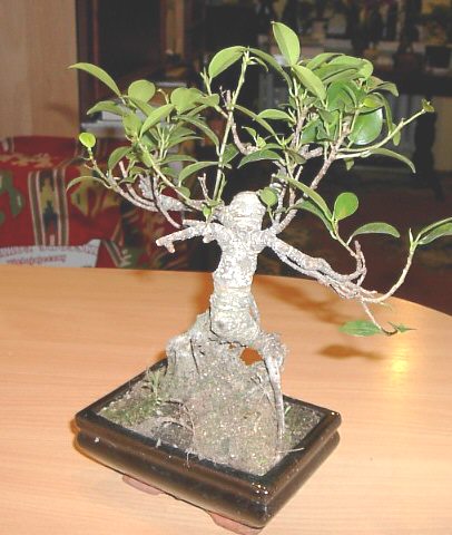 To fikusek, kupiÂłam go juÂż tak uformowanego. UdaÂło mi siĂŞ zmniejszyĂŚ listki, ale gaÂłÂązki przypominajÂą rogi bawoÂłu...