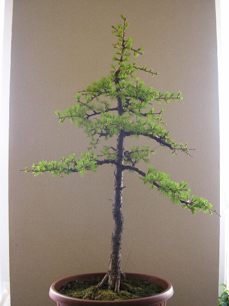 poczÂątek maja 2005